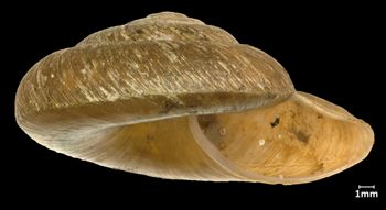 Media type: image;   Malacology 251176 Aspect: apertual